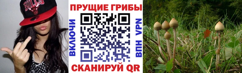 Псилоцибиновые грибы Magic Shrooms  Избербаш 